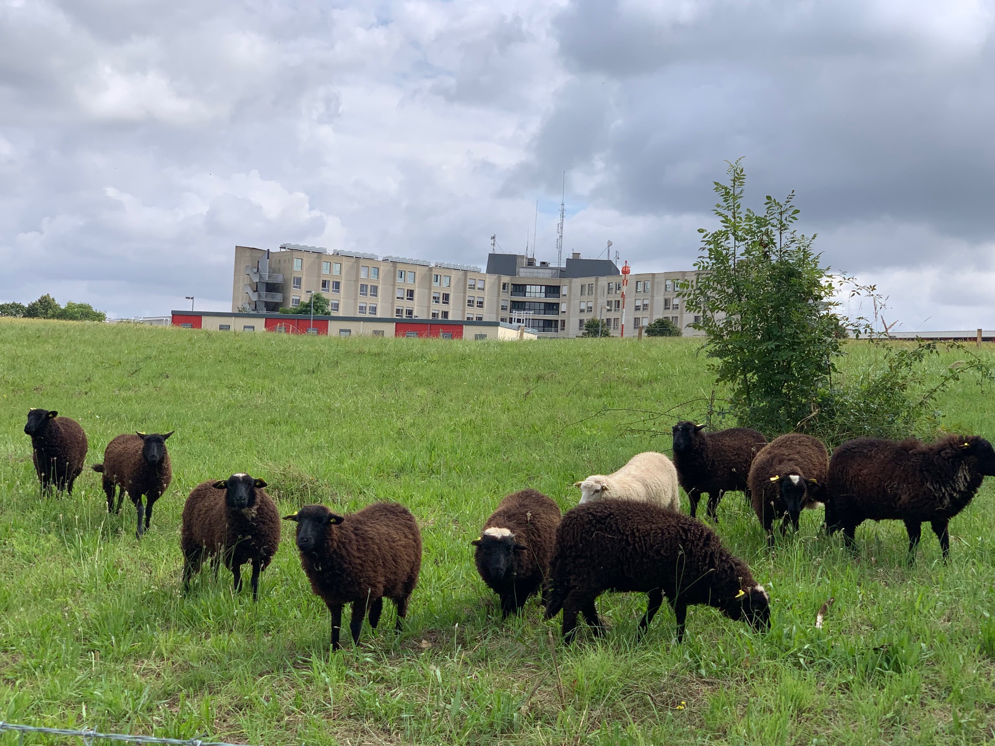 moutons Pasteur