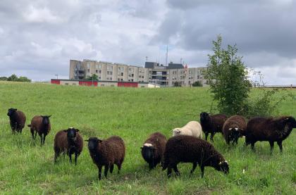 moutons Pasteur